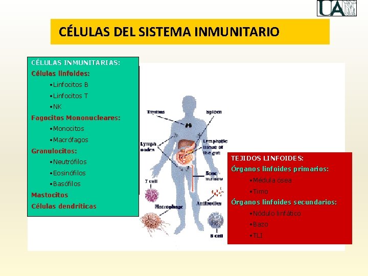 CÉLULAS DEL SISTEMA INMUNITARIO CÉLULAS INMUNITARIAS: Células linfoides: • Linfocitos B • Linfocitos T