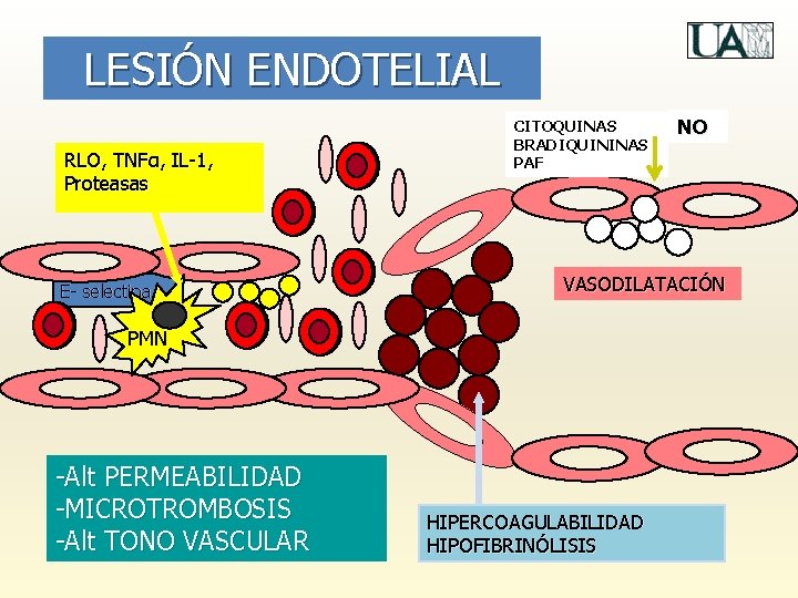 LESIÓN ENDOTELIAL RLO, TNFα, IL-1, Proteasas E- selectina CITOQUINAS BRADIQUININAS PAF VASODILATACIÓN PMN -Alt