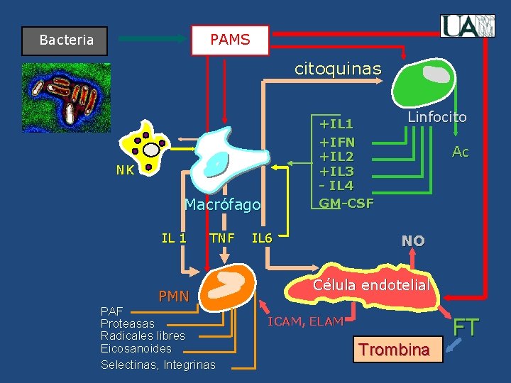 PAMS Bacteria citoquinas +IL 1 +IFN +IL 2 +IL 3 - IL 4 GM-CSF