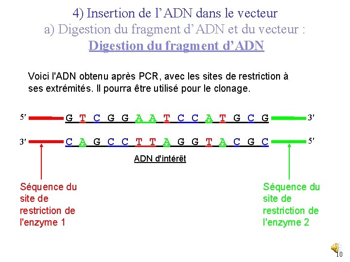 4) Insertion de l’ADN dans le vecteur a) Digestion du fragment d’ADN et du
