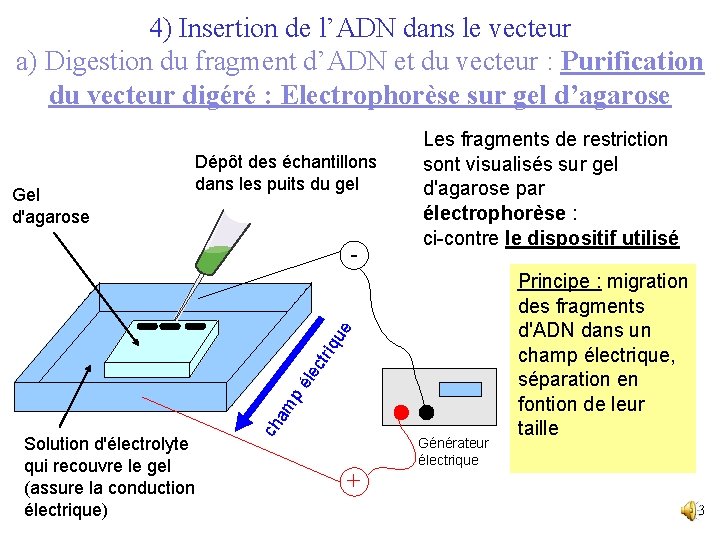 4) Insertion de l’ADN dans le vecteur a) Digestion du fragment d’ADN et du