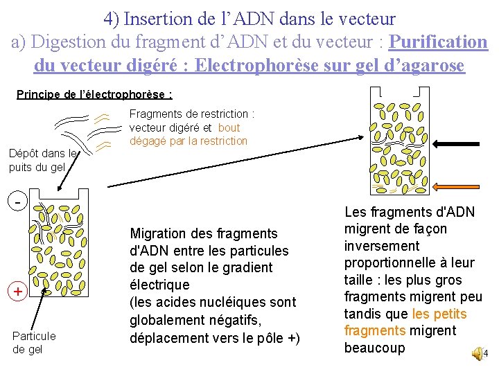 4) Insertion de l’ADN dans le vecteur a) Digestion du fragment d’ADN et du