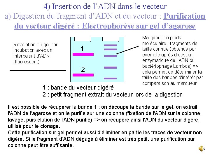 4) Insertion de l’ADN dans le vecteur a) Digestion du fragment d’ADN et du