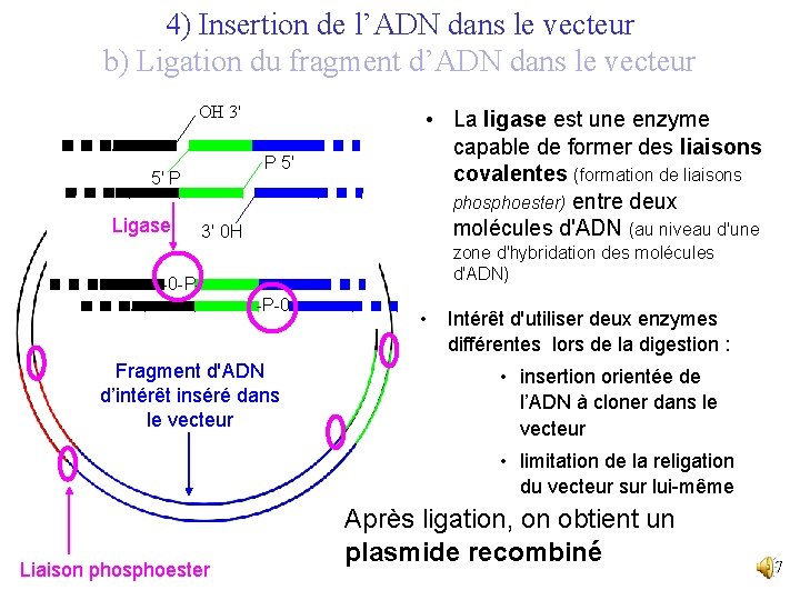 4) Insertion de l’ADN dans le vecteur b) Ligation du fragment d’ADN dans le