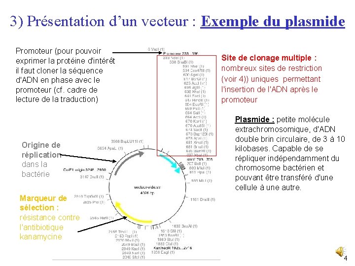 3) Présentation d’un vecteur : Exemple du plasmide Promoteur (pour pouvoir exprimer la protéine