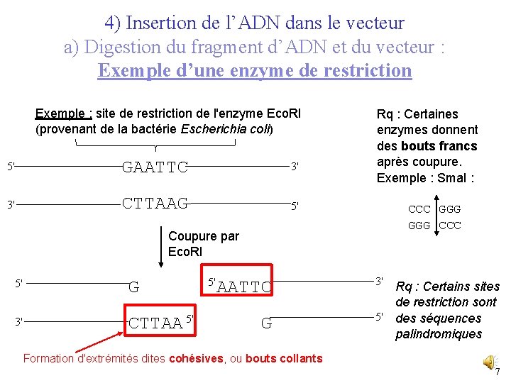 4) Insertion de l’ADN dans le vecteur a) Digestion du fragment d’ADN et du