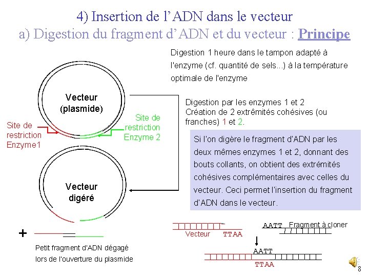 4) Insertion de l’ADN dans le vecteur a) Digestion du fragment d’ADN et du