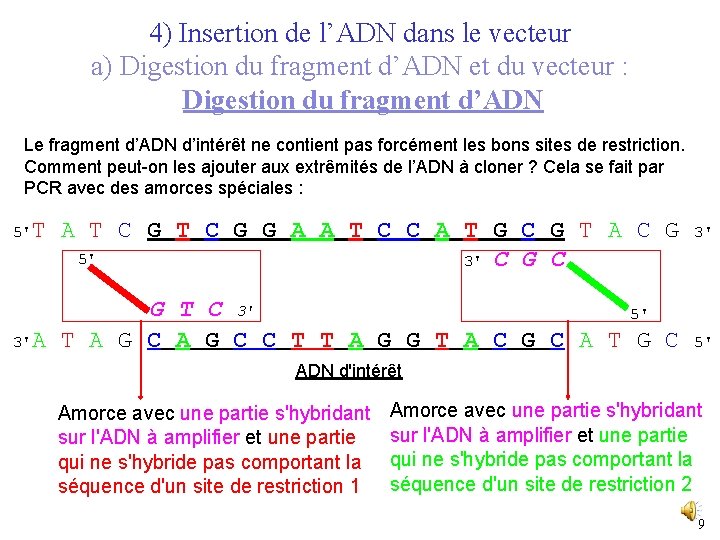 4) Insertion de l’ADN dans le vecteur a) Digestion du fragment d’ADN et du