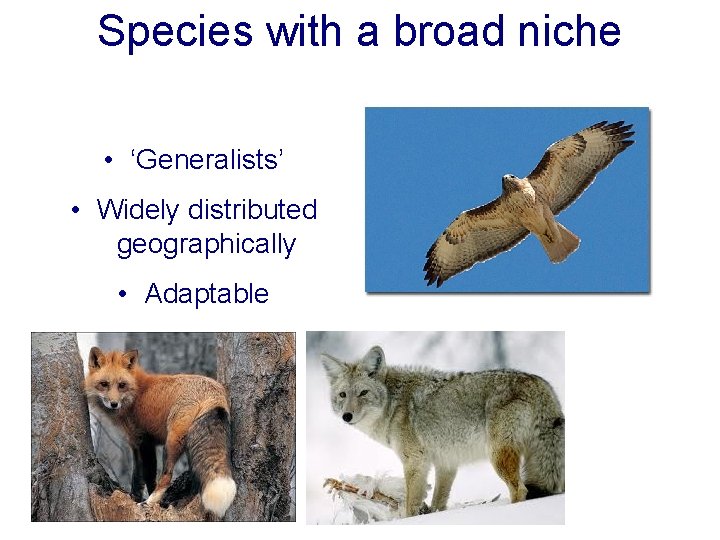 Species with a broad niche • ‘Generalists’ • Widely distributed geographically • Adaptable Species with a broad niche • ‘Generalists’ • Widely distributed geographically • Adaptable
