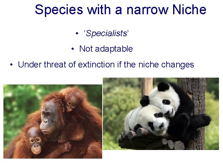 Species with a narrow Niche • ‘Specialists’ • Not adaptable • Under threat of Species with a narrow Niche • ‘Specialists’ • Not adaptable • Under threat of