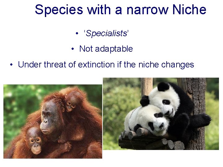 Species with a narrow Niche • ‘Specialists’ • Not adaptable • Under threat of