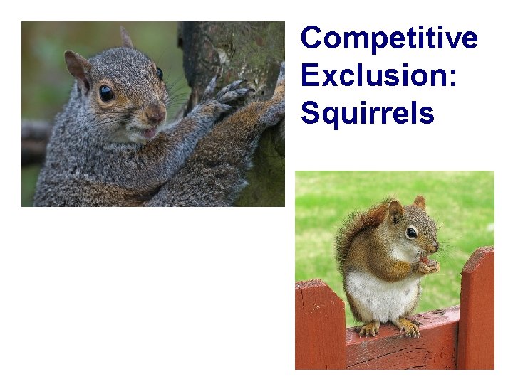 Competitive Exclusion: Squirrels 