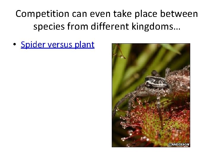 Competition can even take place between species from different kingdoms… • Spider versus plant