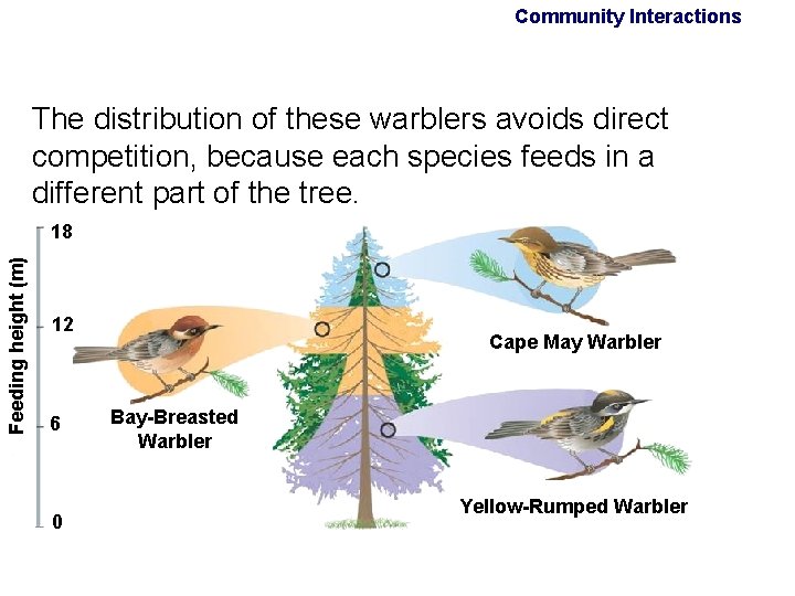 Community Interactions The distribution of these warblers avoids direct competition, because each species feeds