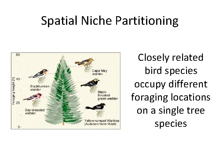 Spatial Niche Partitioning Closely related bird species occupy different foraging locations on a single