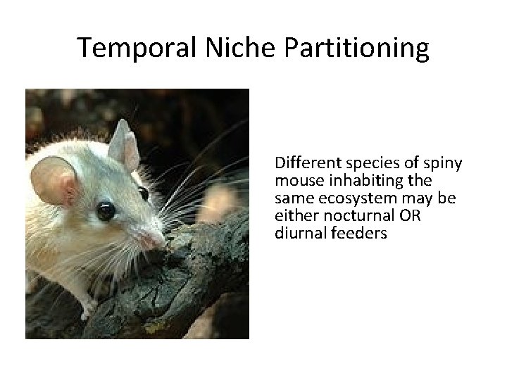 Temporal Niche Partitioning Different species of spiny mouse inhabiting the same ecosystem may be