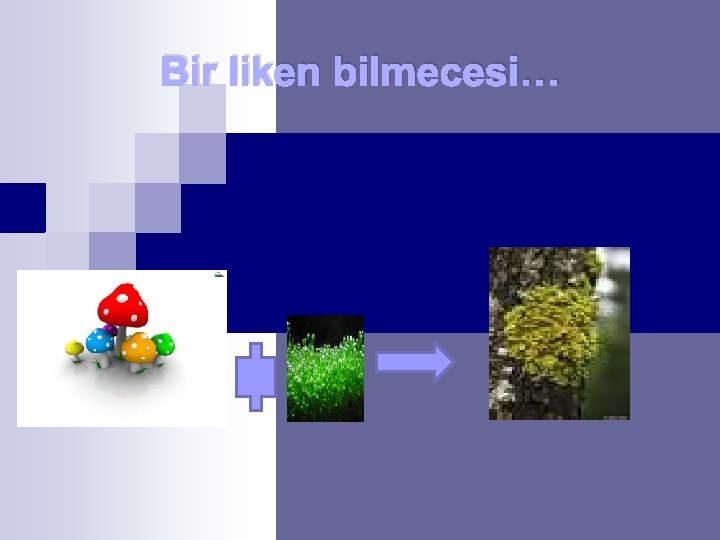 Bir liken bilmecesi… 