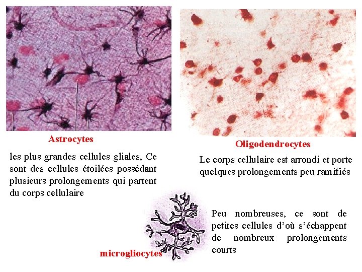 Astrocytes Oligodendrocytes les plus grandes cellules gliales, Ce sont des cellules étoilées possédant plusieurs