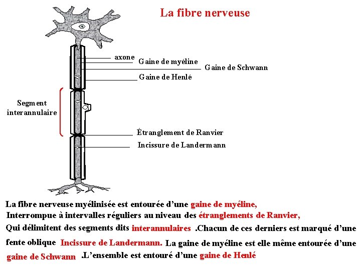La fibre nerveuse axone Gaine de myéline Gaine de Schwann Gaine de Henlé Segment