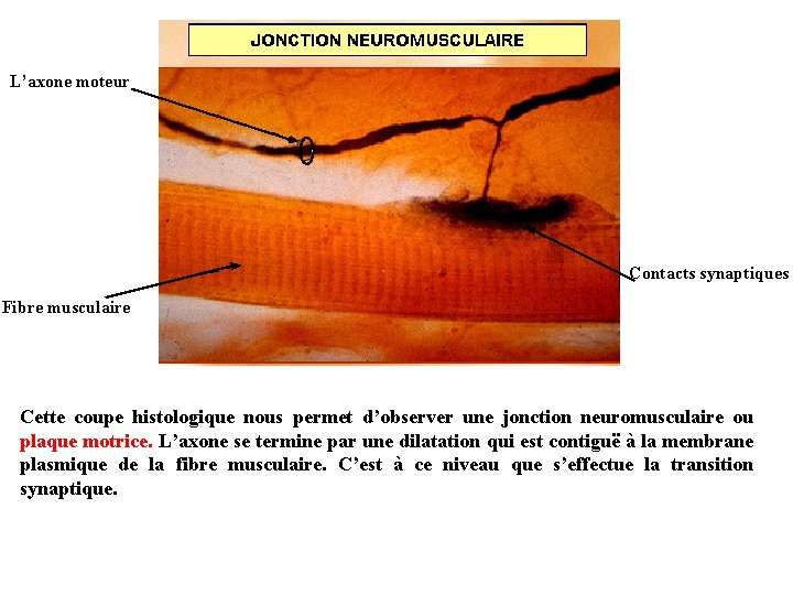 L’axone moteur Contacts synaptiques Fibre musculaire Cette coupe histologique nous permet d’observer une jonction