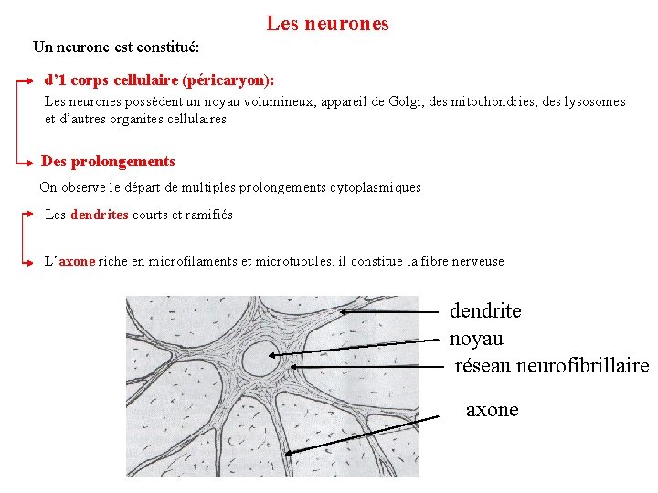 Les neurones Un neurone est constitué: d’ 1 corps cellulaire (péricaryon): Les neurones possèdent