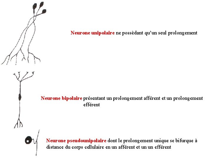 Neurone unipolaire ne possèdant qu’un seul prolongement Neurone bipolaire présentant un prolongement afférent et