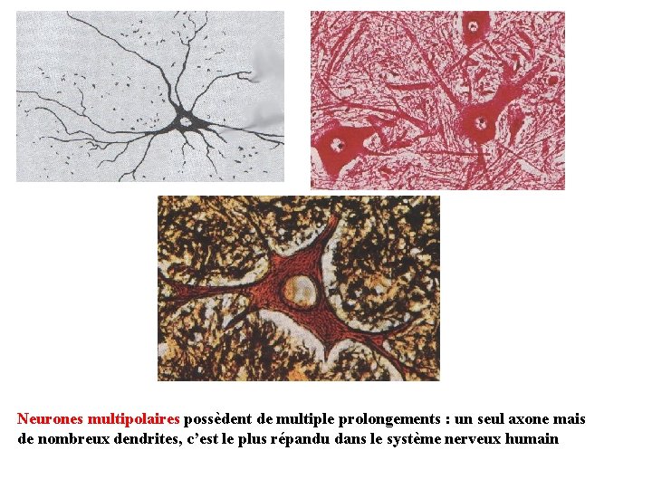 Neurones multipolaires possèdent de multiple prolongements : un seul axone mais de nombreux dendrites,