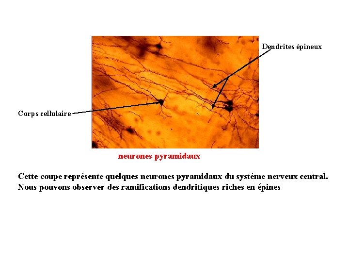 Dendrites épineux Corps cellulaire neurones pyramidaux Cette coupe représente quelques neurones pyramidaux du système