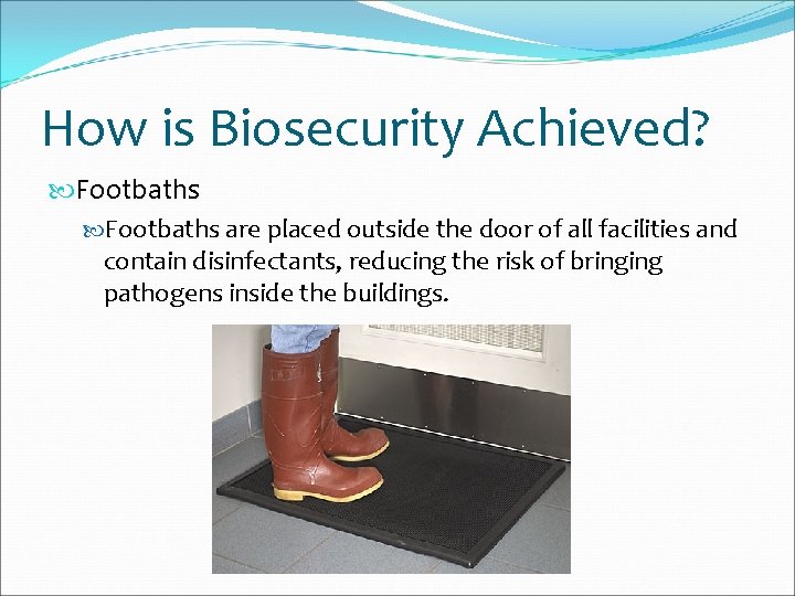 How is Biosecurity Achieved? Footbaths are placed outside the door of all facilities and