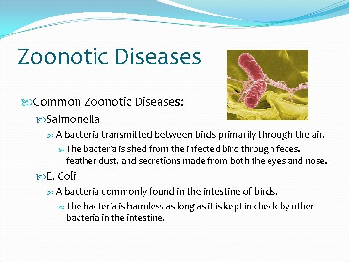 Zoonotic Diseases Common Zoonotic Diseases: Salmonella A bacteria transmitted between birds primarily through the