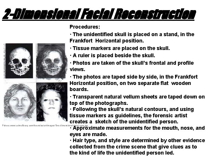 2 -Dimensional Facial Reconstruction Procedures: · The unidentified skull is placed on a stand,