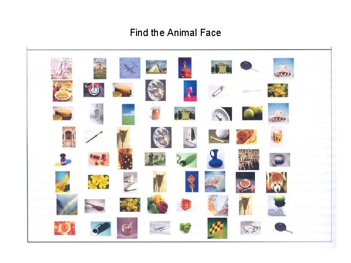Find the Animal Face 