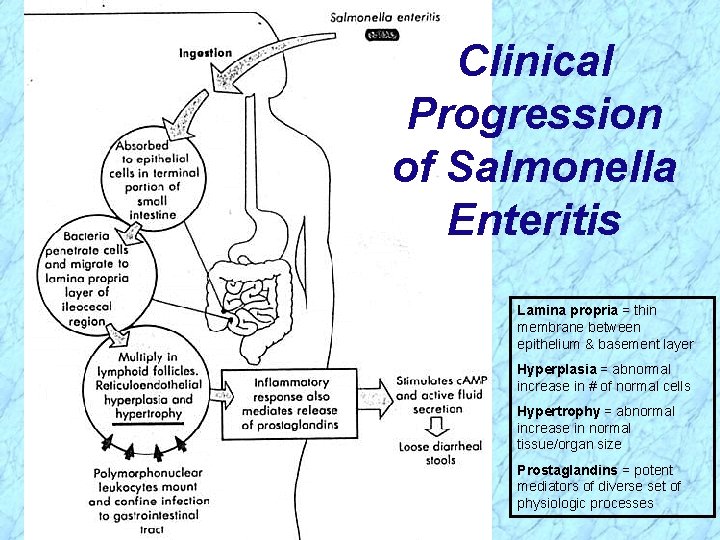 Clinical Progression of Salmonella Enteritis Lamina propria = thin membrane between epithelium & basement