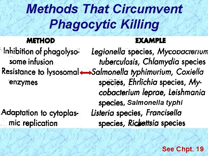 Methods That Circumvent Phagocytic Killing , Salmonella typhi See Chpt. 19 