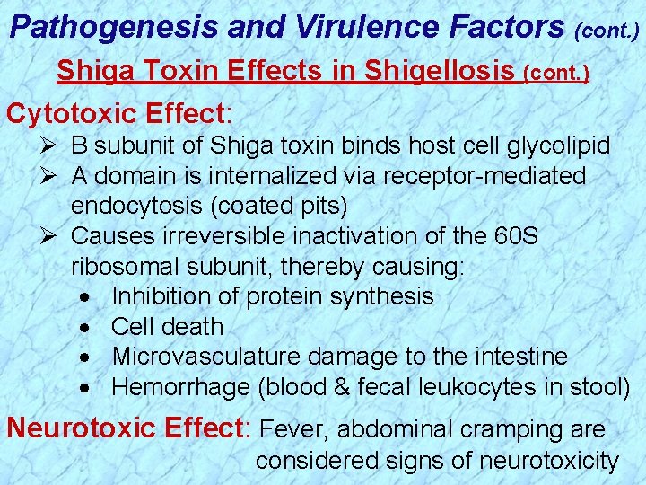 Pathogenesis and Virulence Factors (cont. ) Shiga Toxin Effects in Shigellosis (cont. ) Cytotoxic