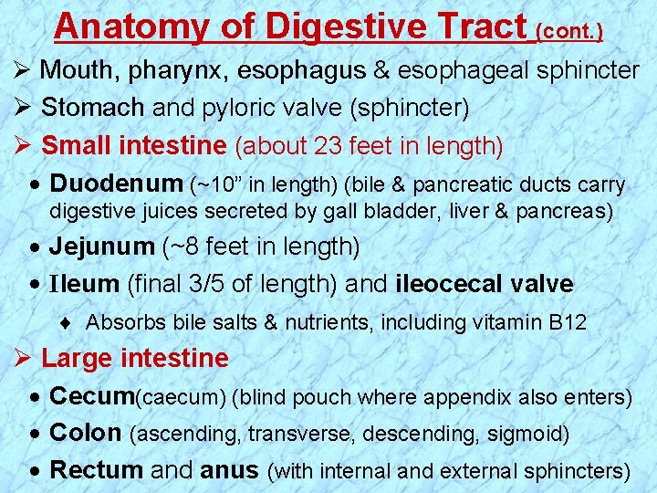 Anatomy of Digestive Tract (cont. ) Ø Mouth, pharynx, esophagus & esophageal sphincter Ø