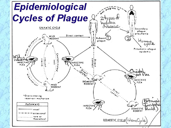 Epidemiological Cycles of Plague 