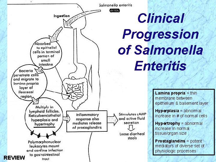 Clinical Progression of Salmonella Enteritis Lamina propria = thin membrane between epithelium & basement