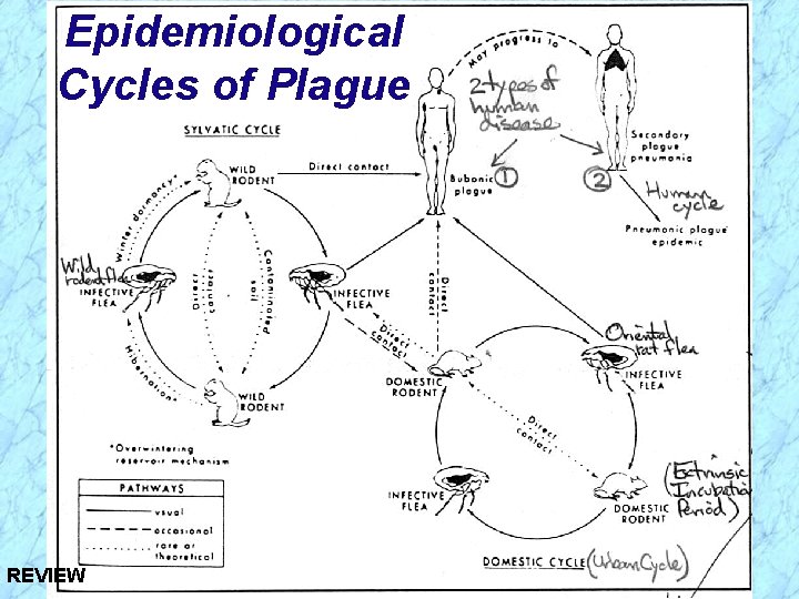 Epidemiological Cycles of Plague REVIEW 