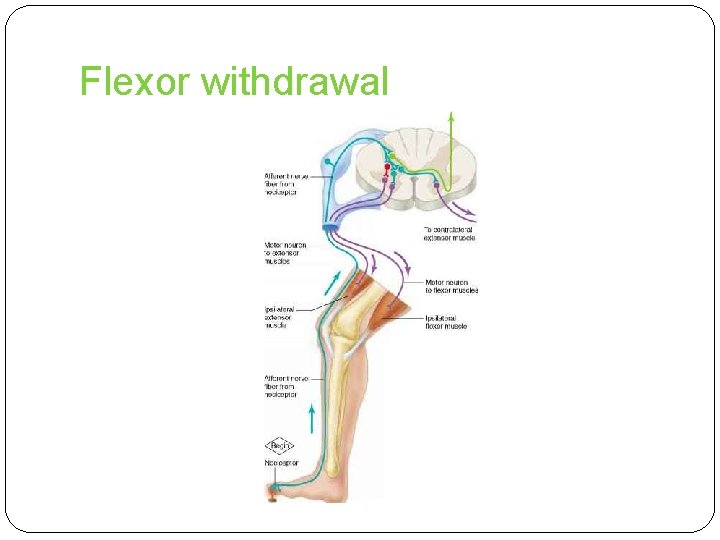 Flexor withdrawal 