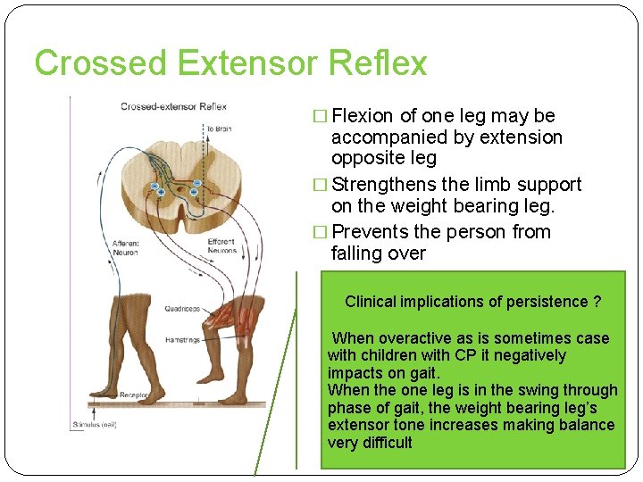 Crossed Extensor Reflex � Flexion of one leg may be accompanied by extension opposite