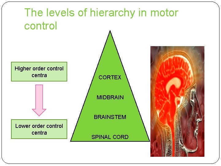 The levels of hierarchy in motor control Higher order control centra CORTEX MIDBRAINSTEM Lower