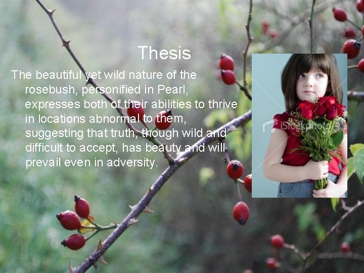 Thesis The beautiful yet wild nature of the rosebush, personified in Pearl, expresses both