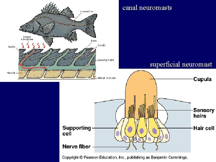 canal neuromasts superficial neuromast 