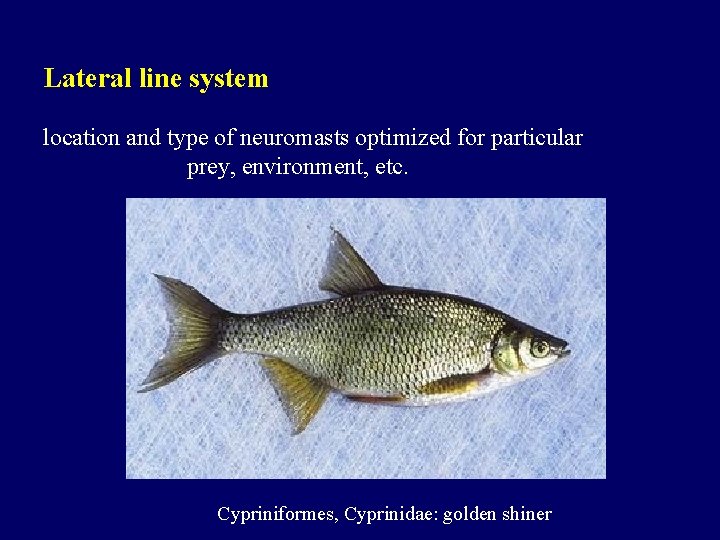 Lateral line system location and type of neuromasts optimized for particular prey, environment, etc.