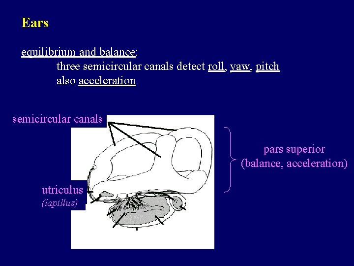 Ears equilibrium and balance: three semicircular canals detect roll, yaw, pitch also acceleration semicircular