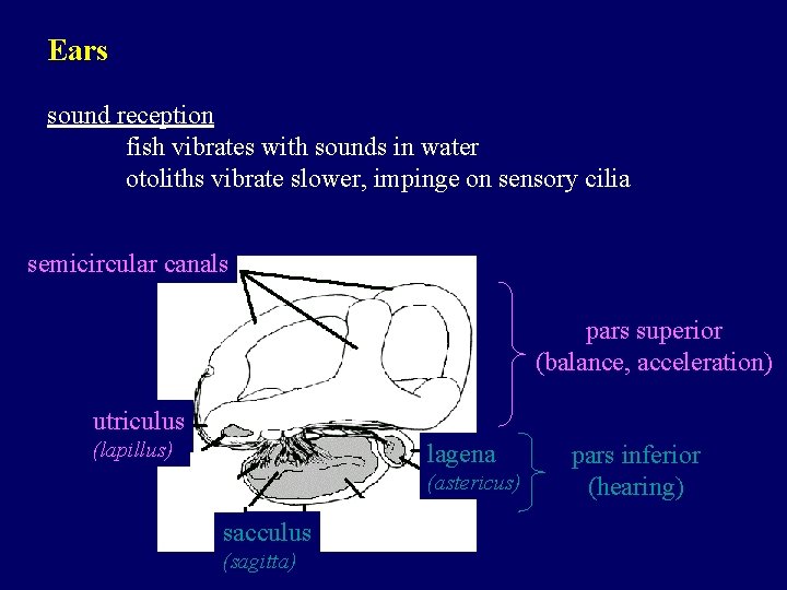 Ears sound reception fish vibrates with sounds in water otoliths vibrate slower, impinge on