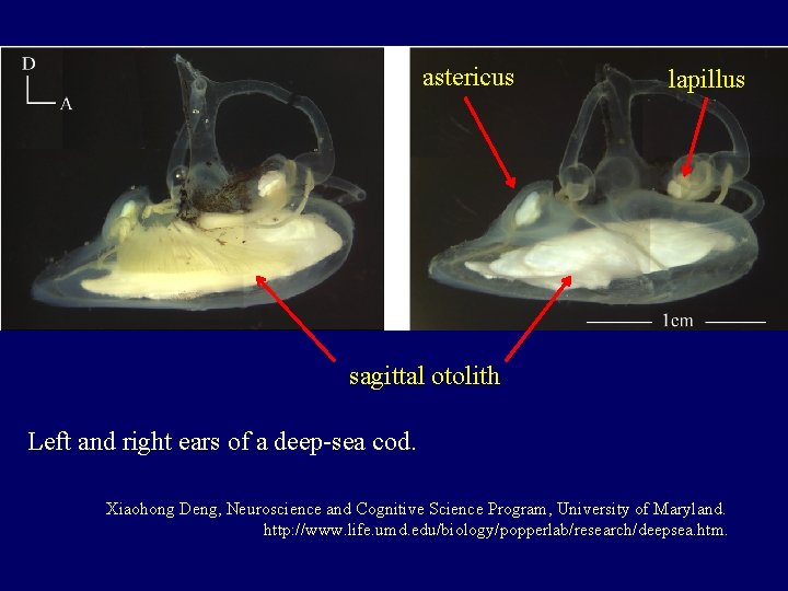 astericus lapillus sagittal otolith Left and right ears of a deep-sea cod. Xiaohong Deng,
