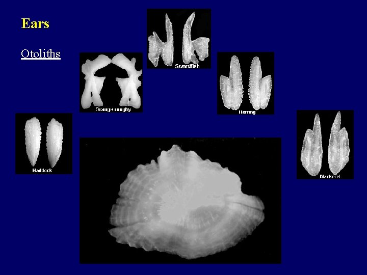 Ears Otoliths 