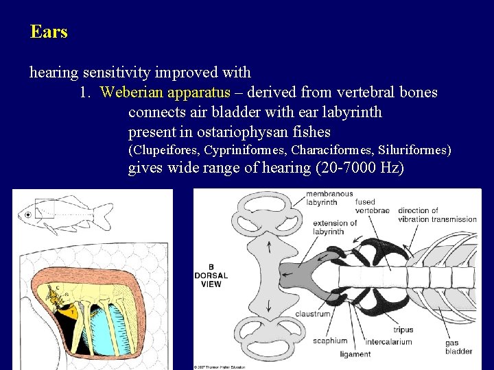 Ears hearing sensitivity improved with 1. Weberian apparatus – derived from vertebral bones connects